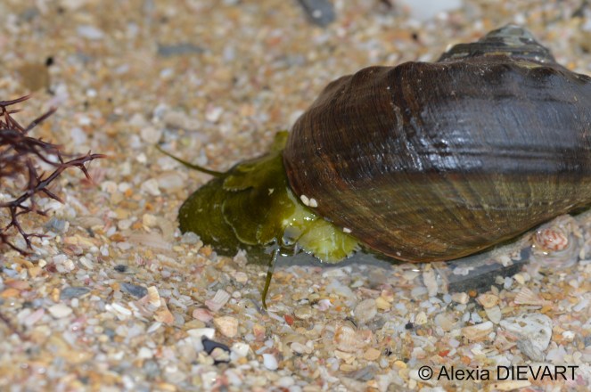 Details of the turban shell greenish body and feelers. Port Alfred, Eastern Cape (2024).