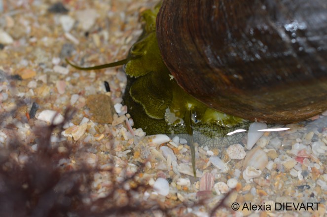 Details of the snail eye. Port Alfred, Eastern Cape (2024).