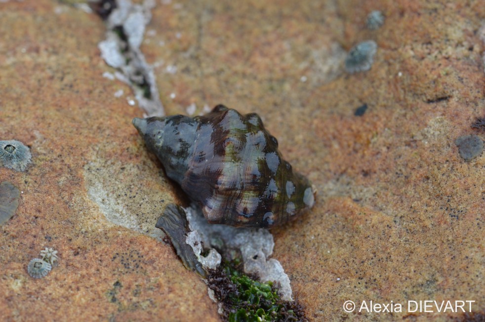 Details of the rows of tubercles on the knobbly dogwhelk. Port Alfred, Eastern Cape (2024).