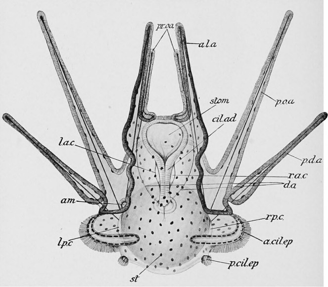 Echinopluteus larva of Echinus esculentus, twenty-three days old, viewed from the dorsal surface.