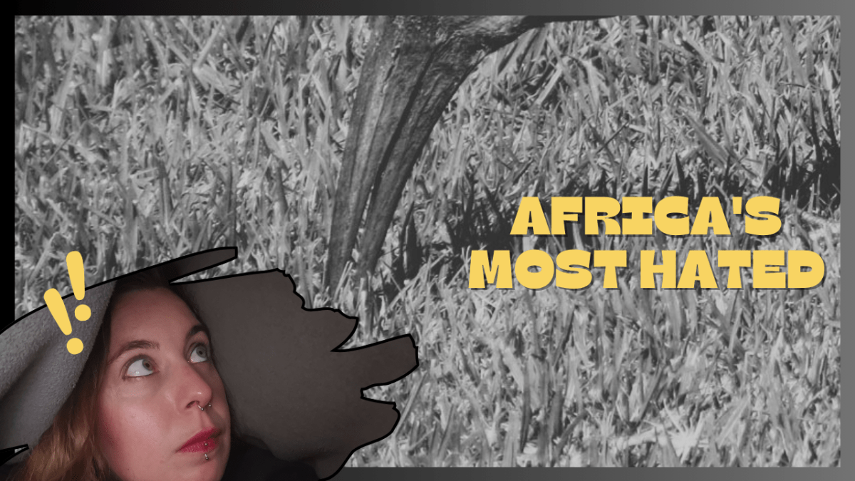 The Superpowers of South Africa’s Most Hated Bird 🐦🇿🇦 [8&nbsp;min]