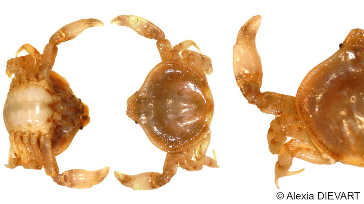 Pebble crab (Leucisca&nbsp;squalina)