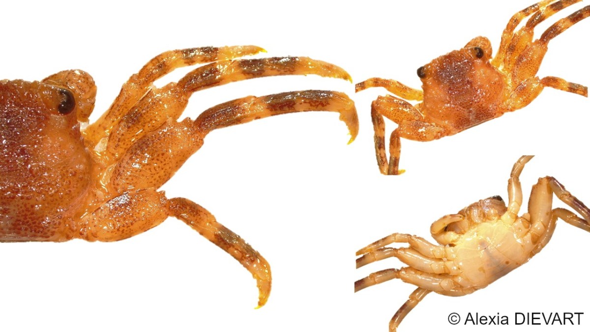 Tuberculate crab (Plagusia&nbsp;squamosa)