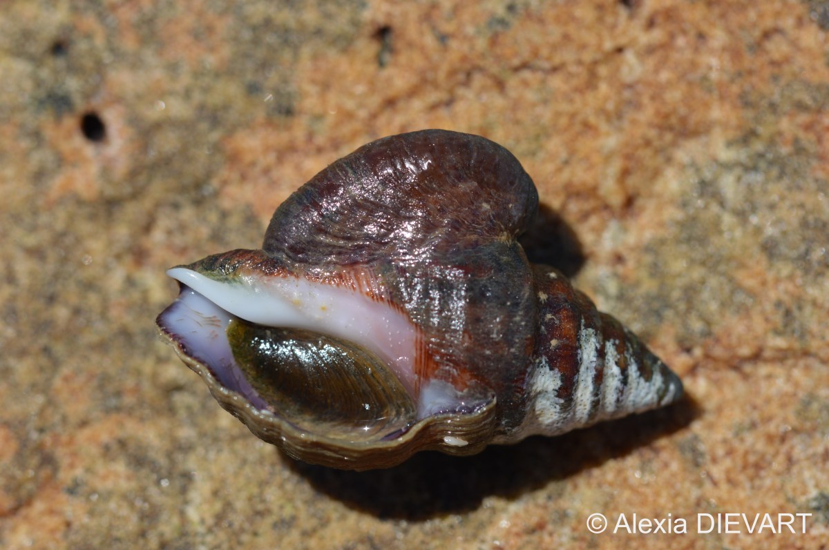 Slipper limpet (Crepidula&nbsp;porcellana)