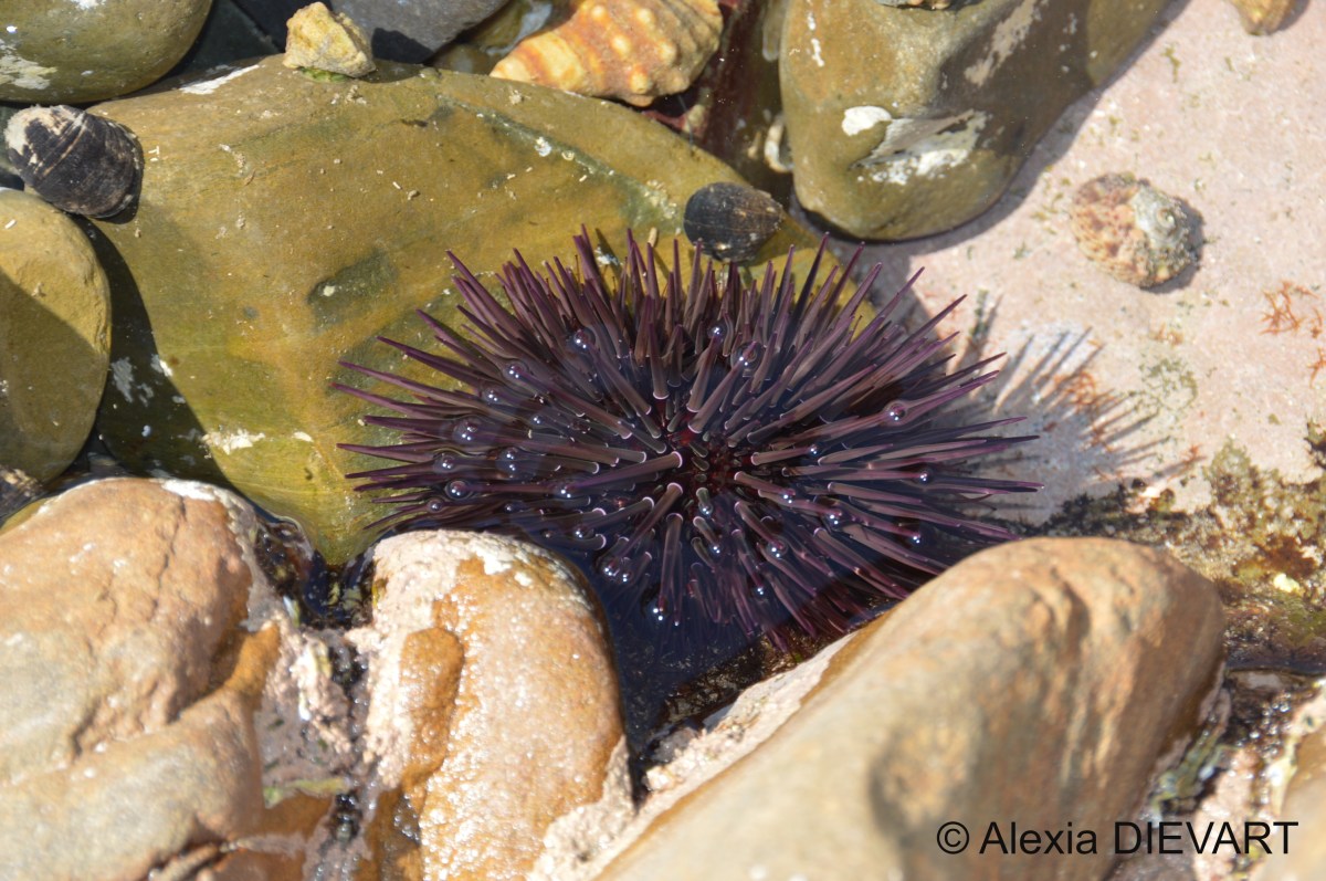Oval urchin (Echinometra&nbsp;mathaei)
