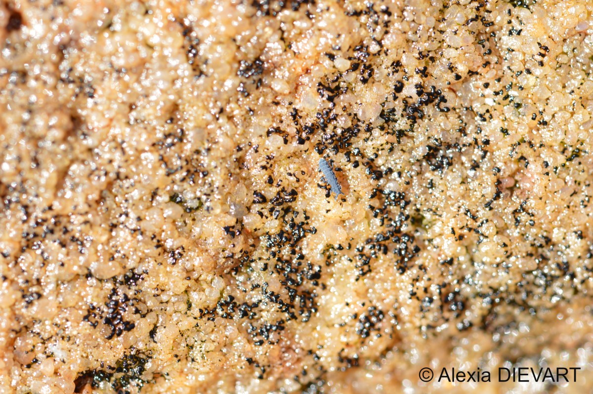 Marine springtail (Anurida&nbsp;maritima)