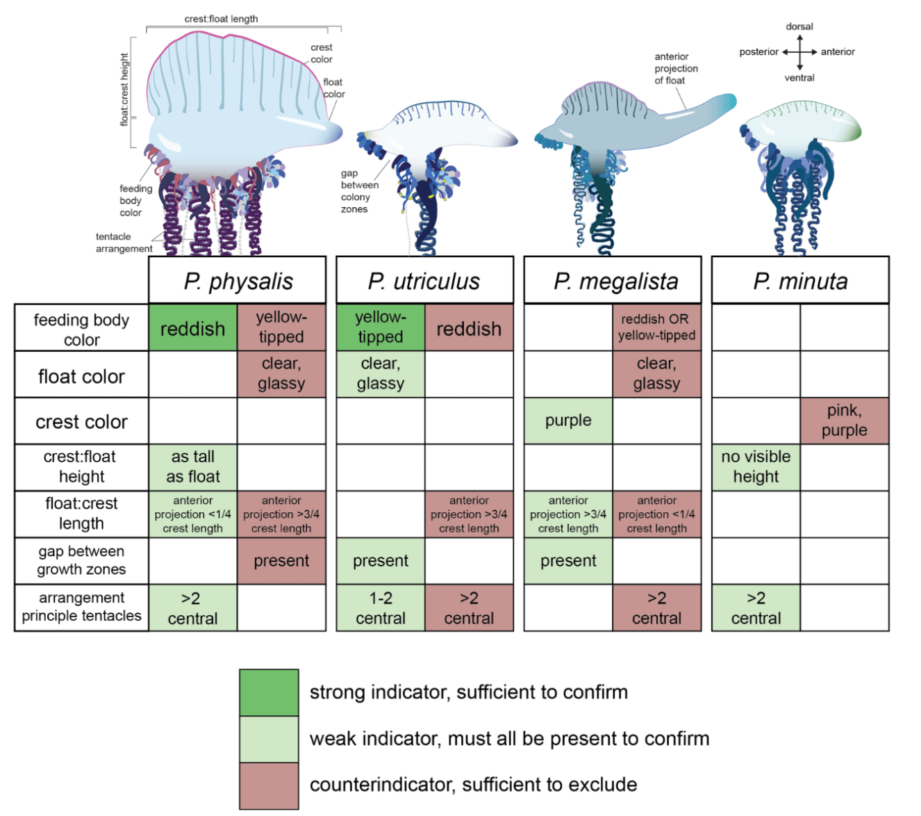 Indo-Pacific man-of-war (Physalia utriculus) – F*CK FISH