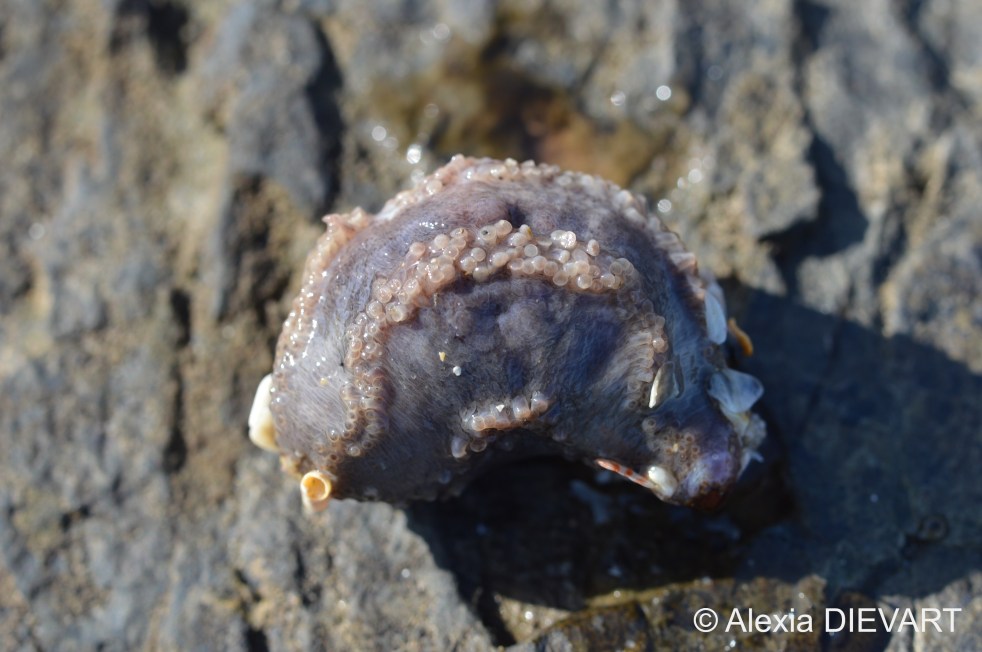 Contracted mauve sea cucumber found under a boulder. Old Woman's River, Eastern Cape (2021).