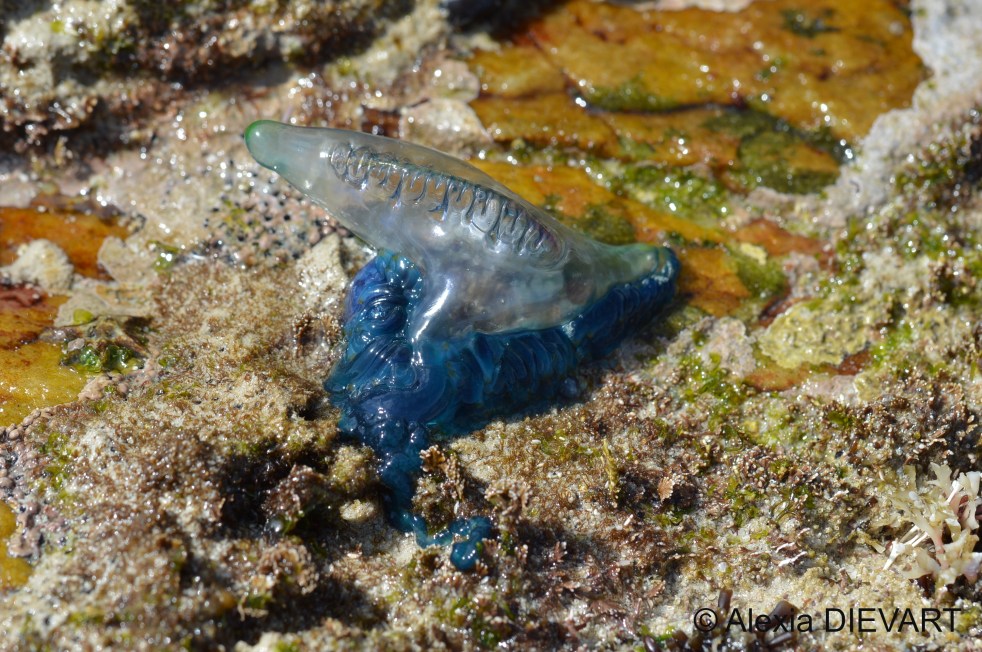 Bluebottle washed on the rocks. Cape Agulhas, Western Cape (2020).