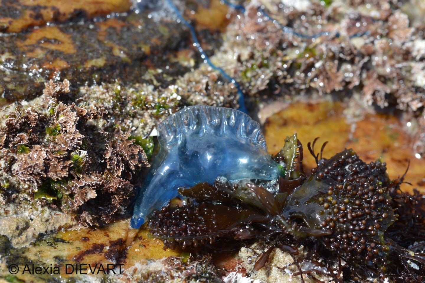 Indo-Pacific man-of-war (Physalia utriculus) – F*CK FISH