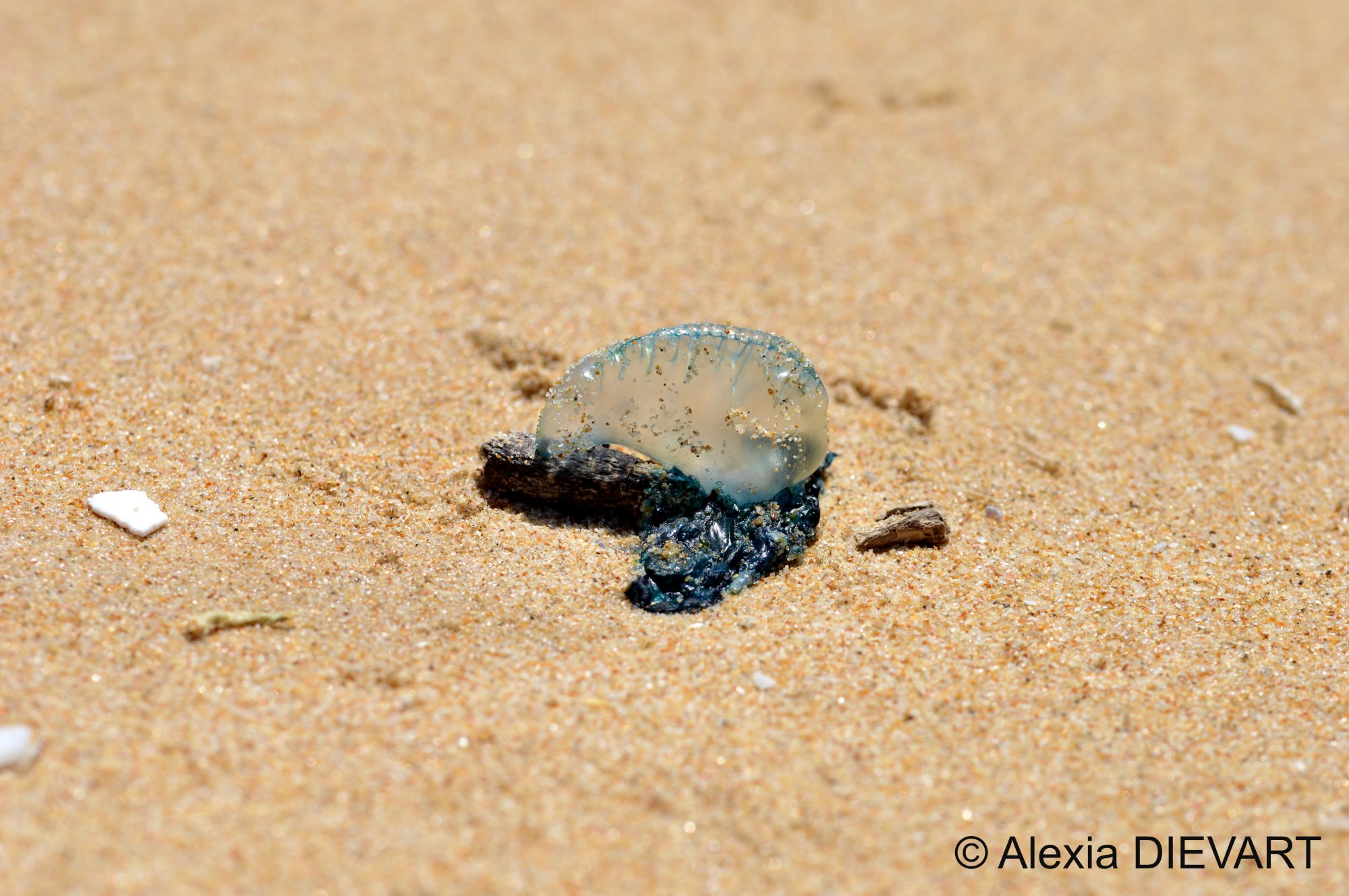 Indo-Pacific man-of-war (Physalia utriculus) – F*CK FISH
