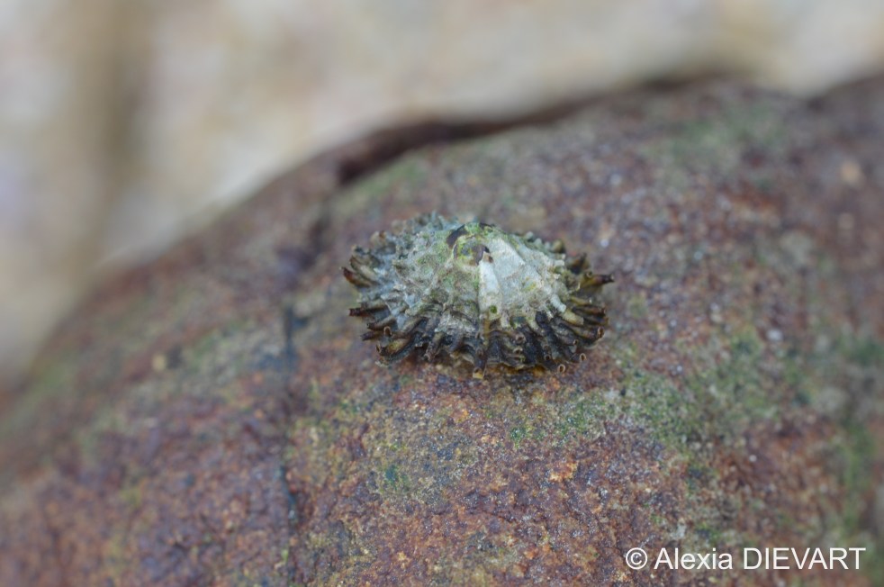 A bearded limpet on a rock surface. Port Alfred, Eastern Cape (2024).