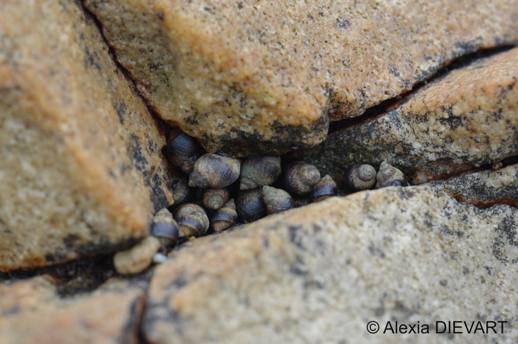 Gang of Southern periwinkles hiding in a rock crack. Port Alfred, Eastern Cape (2024).