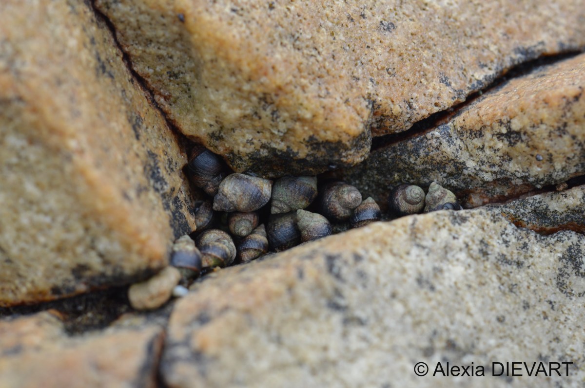Southern periwinkle (Afrolittorina knysnaensis)
