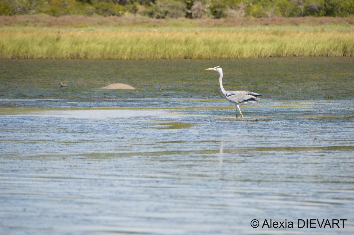 Grey heron (Ardea&nbsp;cinerea)