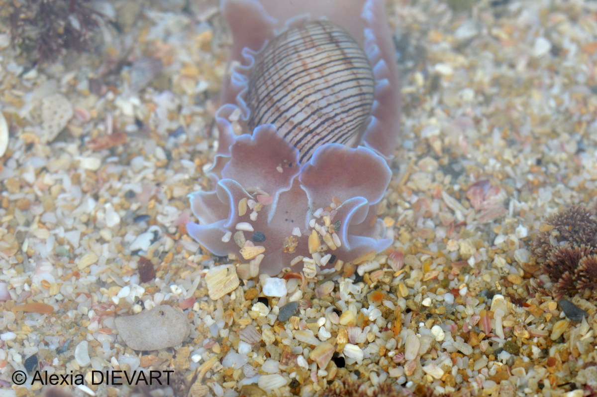 Striped bubble shell (Hydatina&nbsp;physis)