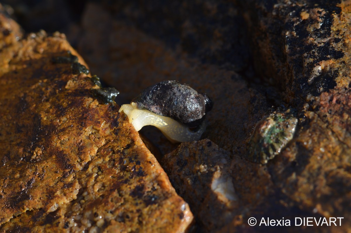 Common dogwhelk (Nucella&nbsp;dubia)