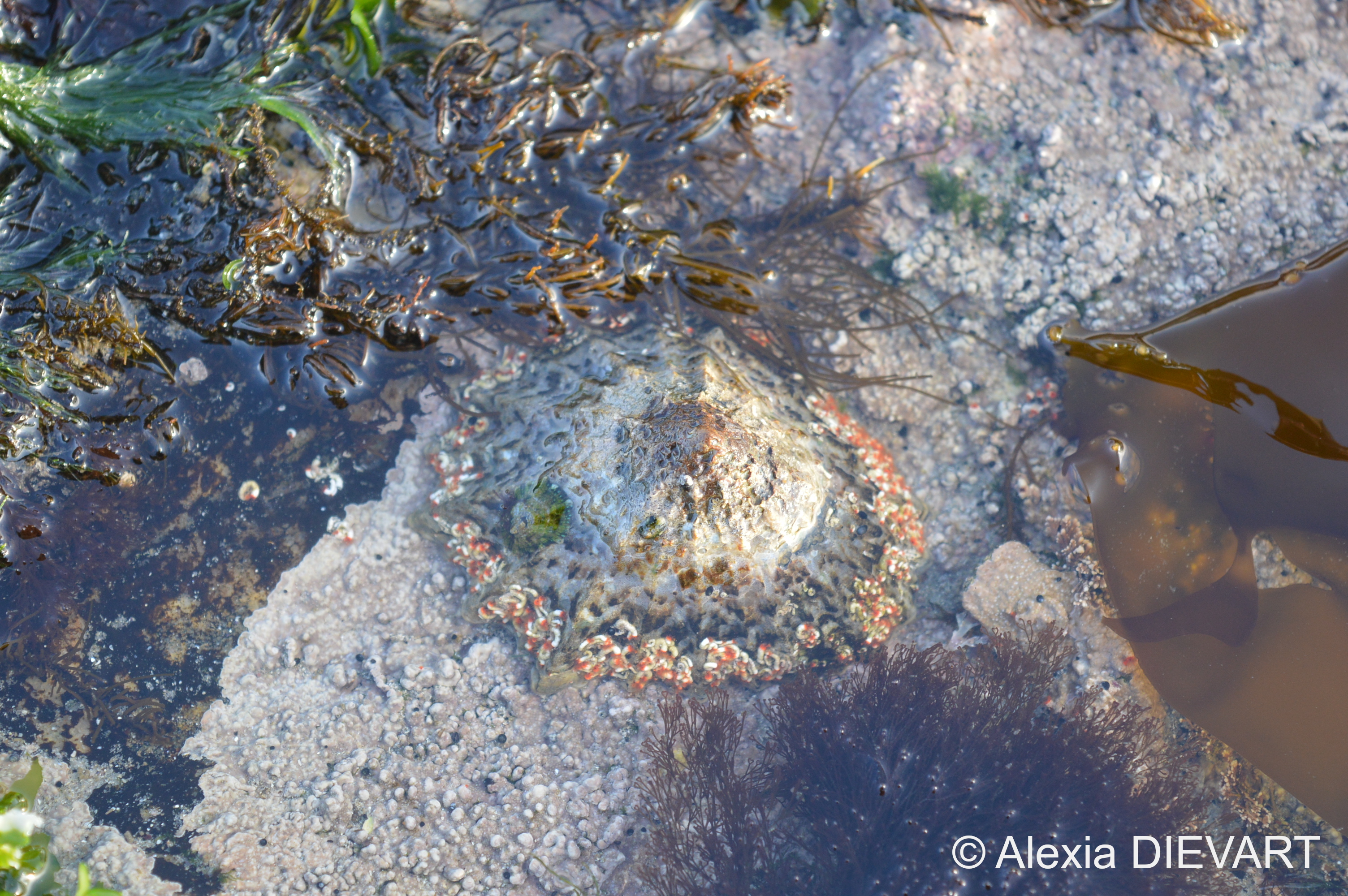 Spiral fanworms settled on the edges of a large granite limpet (Cymbula granatina). Hondeklipbaai, Northern Cape (2020).