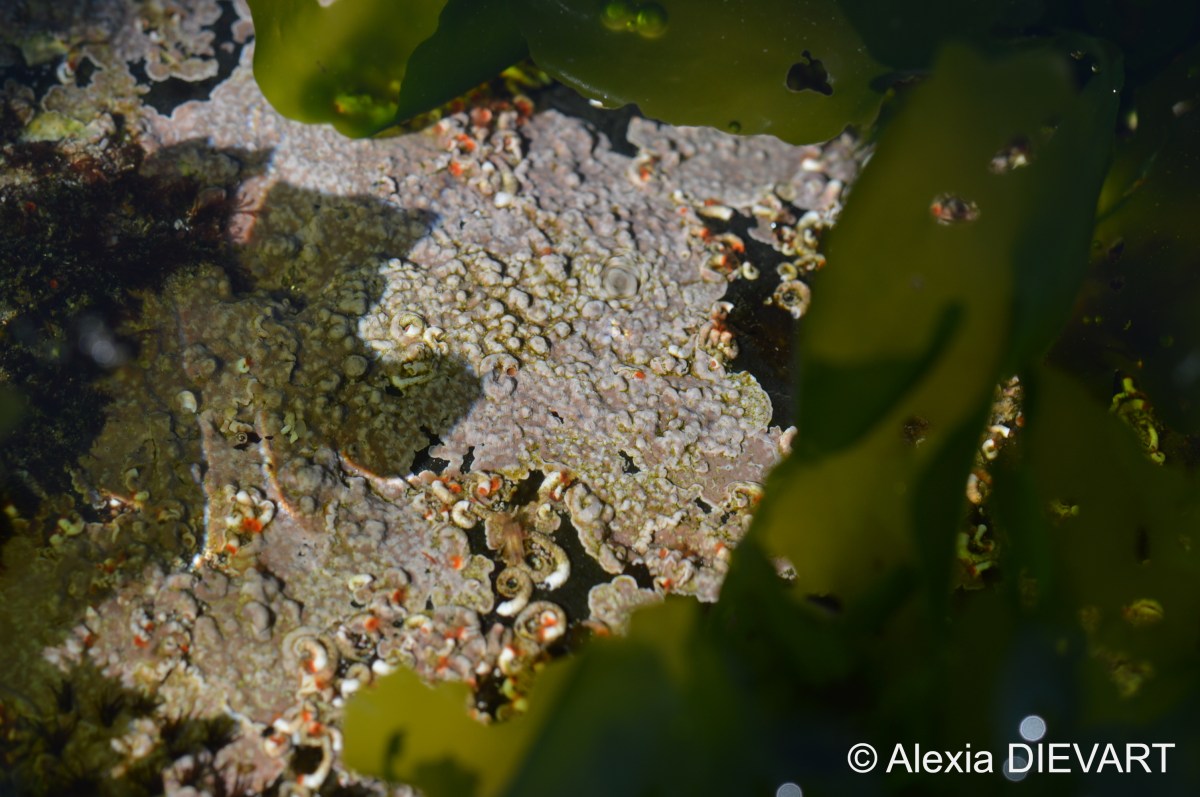 Spiral fanworms (Spirorbis sp.)