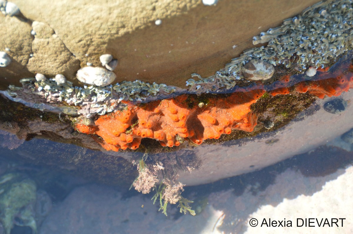 Chili pepper sponge (Tedania&nbsp;anhelans)