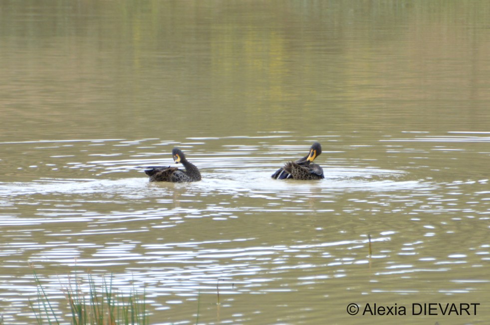 Couple of yellow-billed ducks synchronously swimming on a farm dam. The Walsingham Farm, Port Alfred, Eastern Cape (2024).