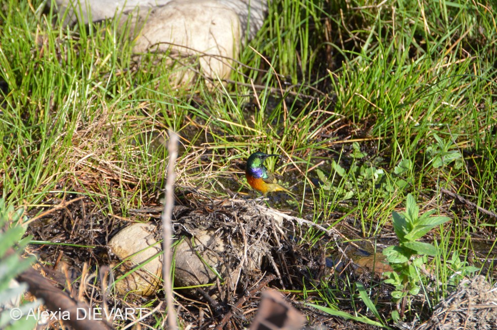 Male orange-breasted sunbird around a temporary pond. Baviaanskloof, Eastern Cape (2020).