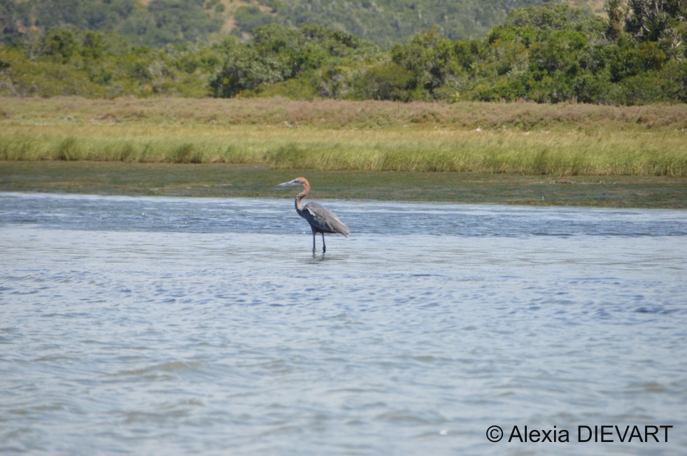 Goliath heron cruising in the shallows. Kowie River, Port Alfred, Eastern Cape (2022).