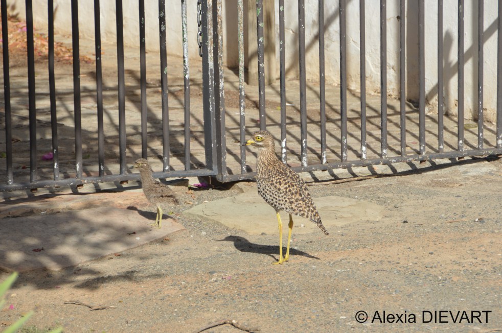 Female spotted dikkop with its chick, cruising the streets. Graaf-Reinett, Eastern Cape (2021).