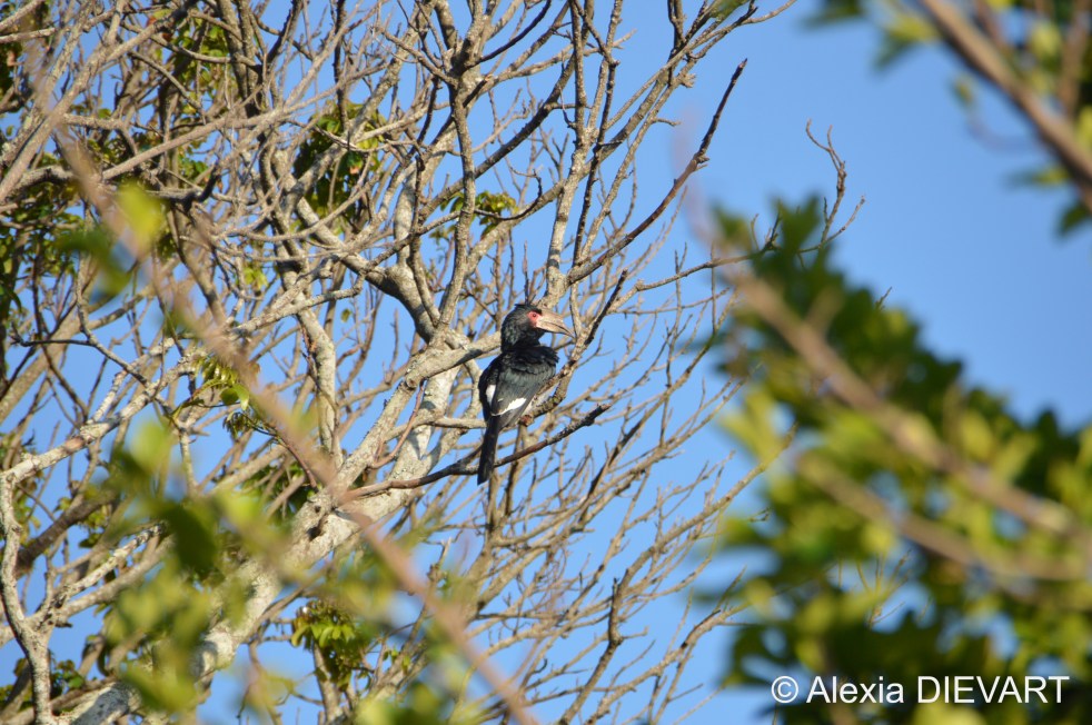 Male trumpeter hornbill in a large tree. Port St Johns, Wild Coast, Eastern Cape (2021).