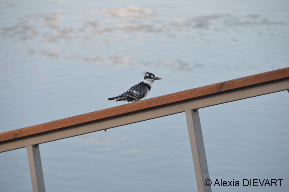 Female pied kingfisher resting on a jetty. Kowie River, Port Alfred, Eastern Cape (2022).