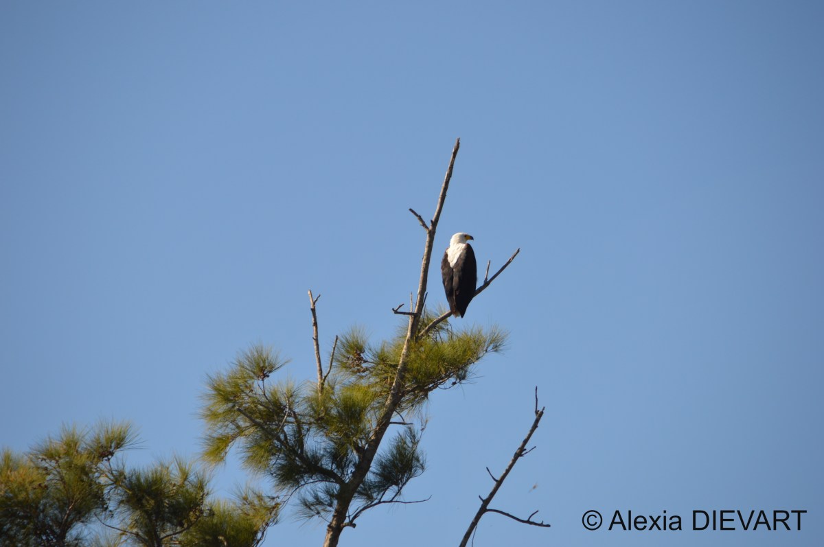 African fish eagle (Icthyophaga&nbsp;vocifer)