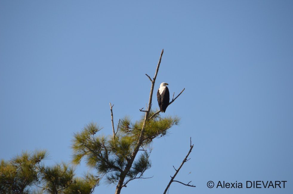 African fish eagle resting high up a tree. Addo Elephant National Park, Eastern Cape (2018).