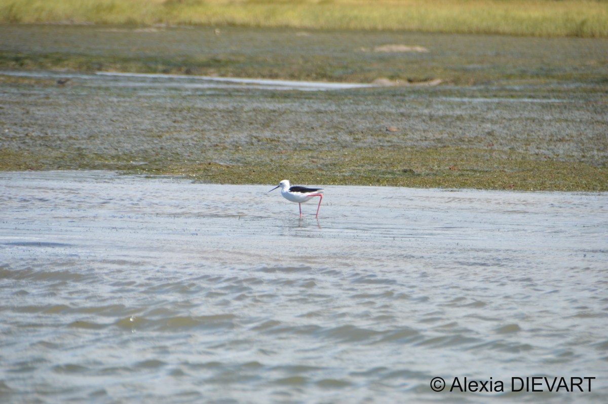 Black-winged stilt (Himantopus&nbsp;himantopus)