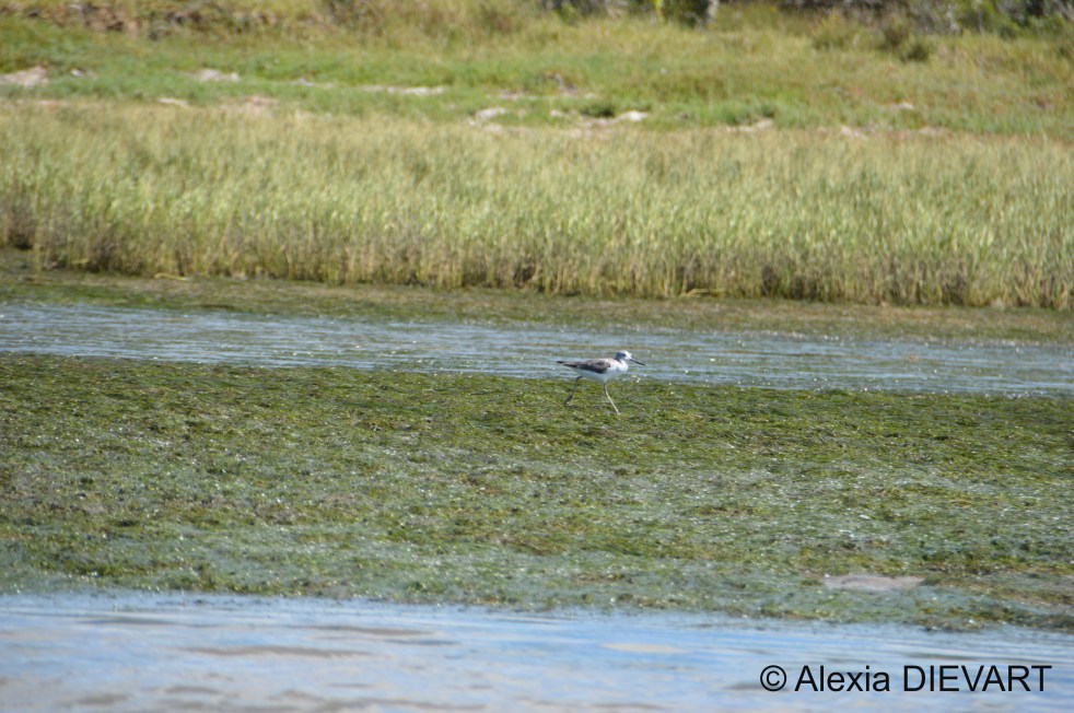 Common greenshank running on a grass bed along the river banks. Kowie River, Eastern Cape (2022).