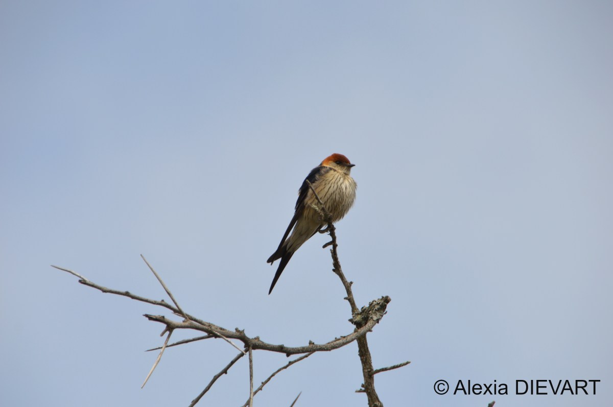 Greater striped swallow (Cecropis&nbsp;cucullata)