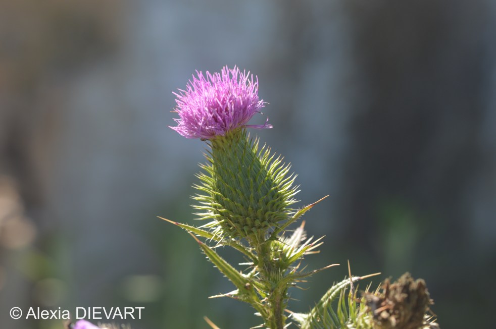 Young tubular flower of the spear thistle. The Walsingham Farm, Port Alfred, Eastern Cape (2024).