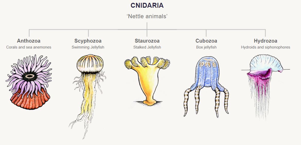 Artwork by Bruce Mahalski, for Te Ara - The Encyclopedia of New Zealand.