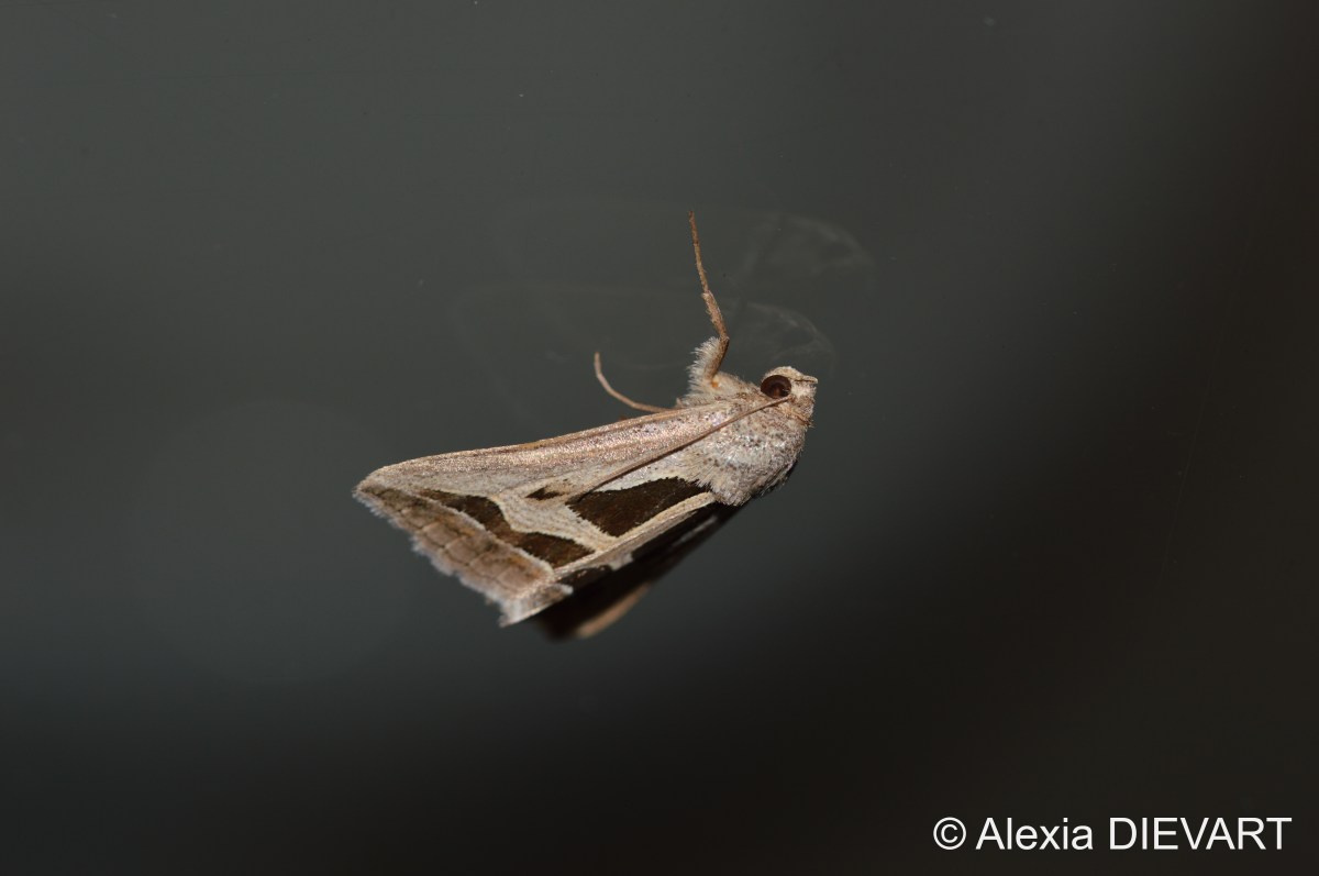 Long triangle (Cuneisigna&nbsp;obstans)