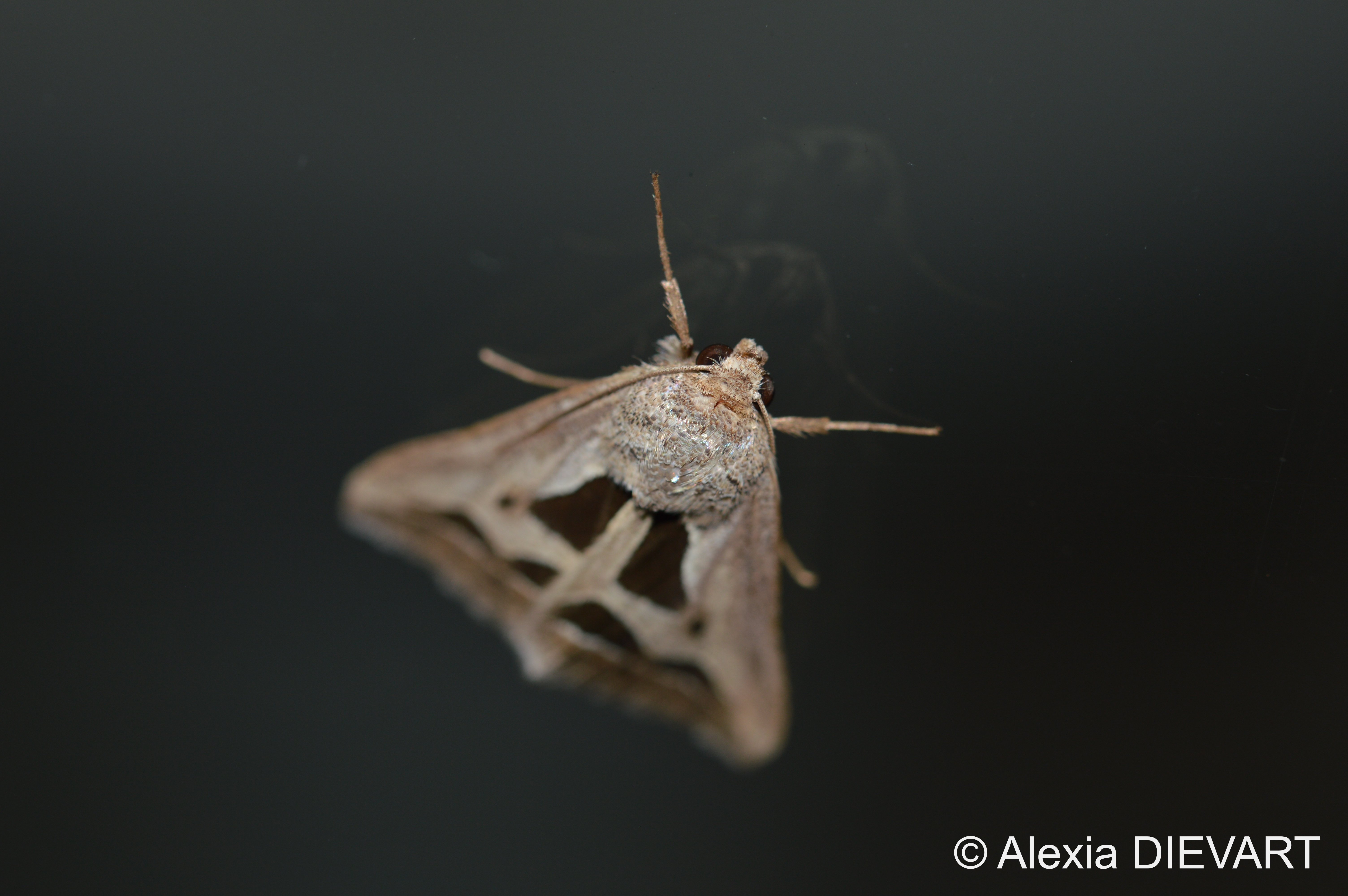 Details of the head, the antennae and the scales on the 'coat' of the long triangle moth. The Walsingham Farm, Port Alfred, Eastern Cape (2024).