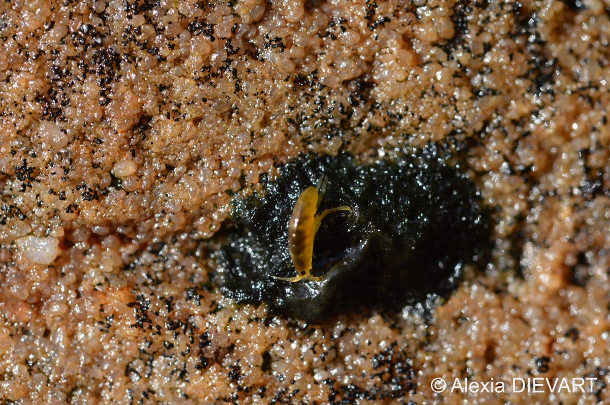 Beach hopper (Talorchestia&nbsp;capensis)