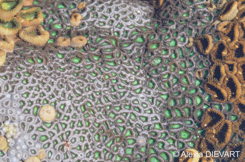 Open violet zoanthid polyps covering the bottom of a rock pool. Port St Johns, Wild Coast, Eastern Cape (2021).