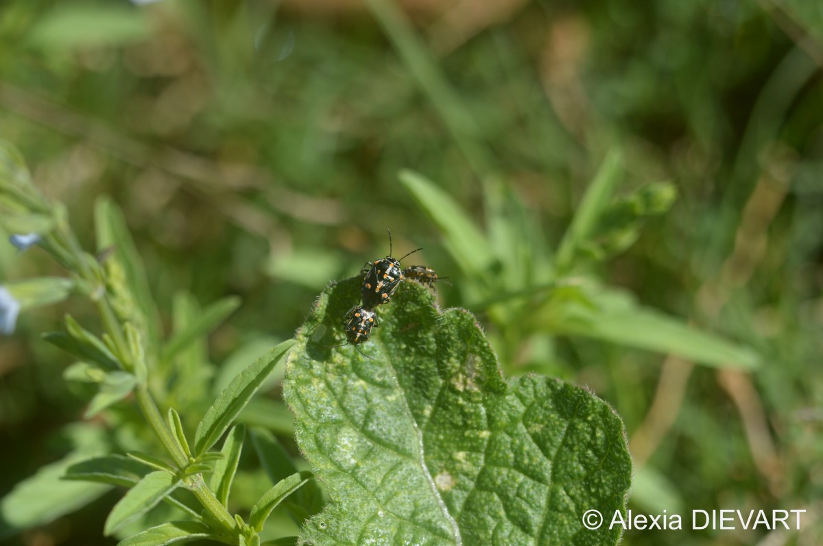 Painted bug (Bagrada&nbsp;hilaris)