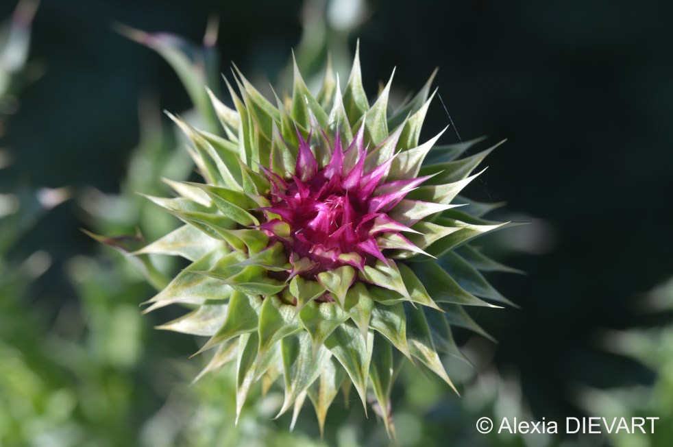 Close-up on a budding flower. The Walsingham Farm, Port Alfred, Eastern Cape (2024).