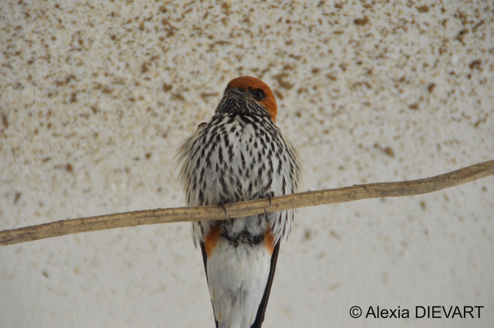Close-up of a lesser striped swallow, with details of its bold streaking on the underparts, and the orange ear coverts. The Walsingham Farm, Port Alfred, Eastern Cape (2024).