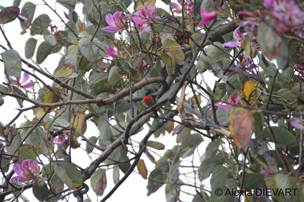 Male greater double-collared sunbird posing in a tree by the house. The Walsingham Farm, Port Alfred, Eastern Cape (2024).