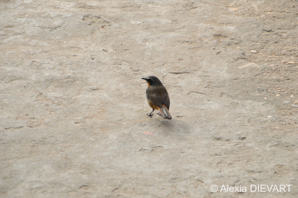 Adult Cape robin-chat in a picnic area. Baviaanskloopf, Eastern Cape (2020).