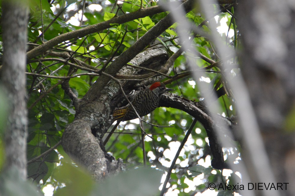 Male cardinal woodpecker pecking up a tree. Grahamstown, Eastern Cape (2020).