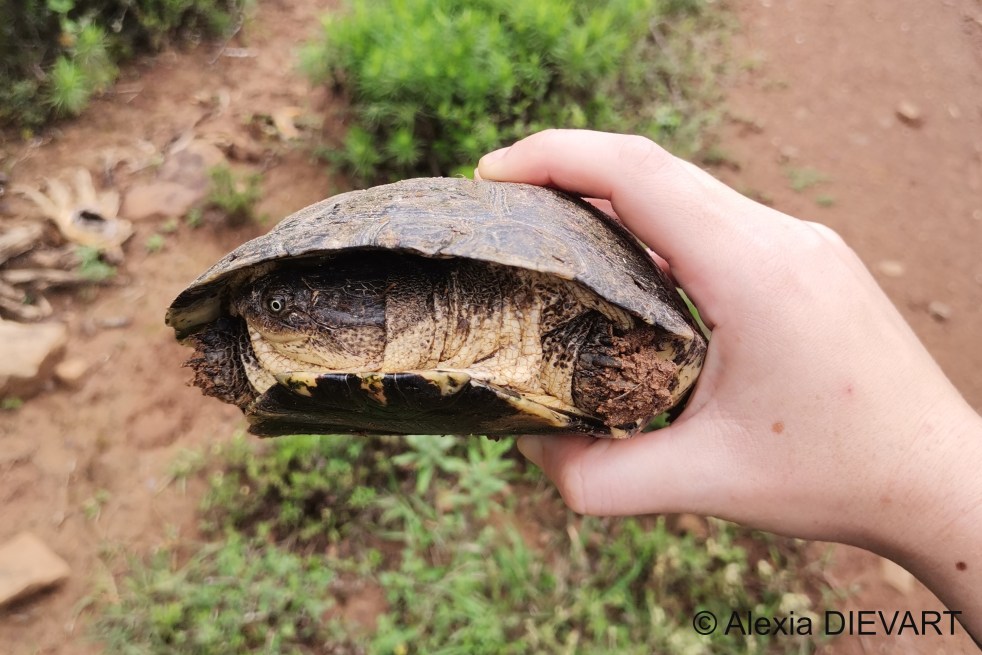 Cape terrapin found on the side of a dirt road. The Walsingham Farm, Port Alfred, Eastern Cape (2024).