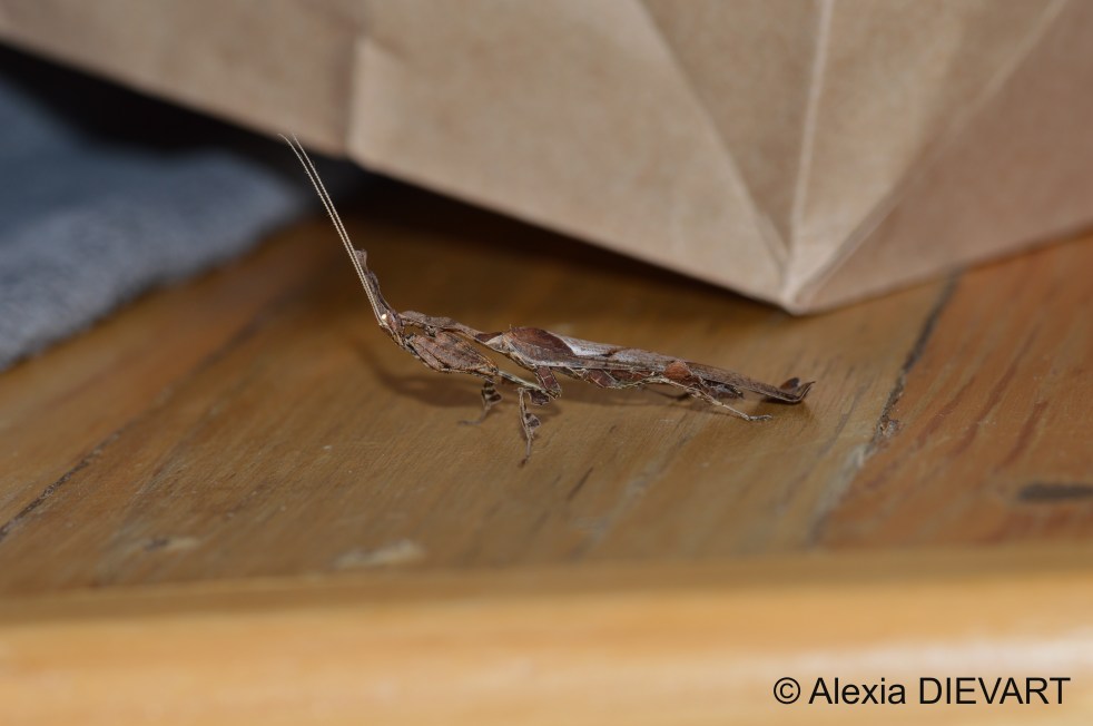 Male leaf mantid attempting to remain motionless to blend with its surroundings. The Walsingham Farm, Port Alfred, Eastern Cape (2024).