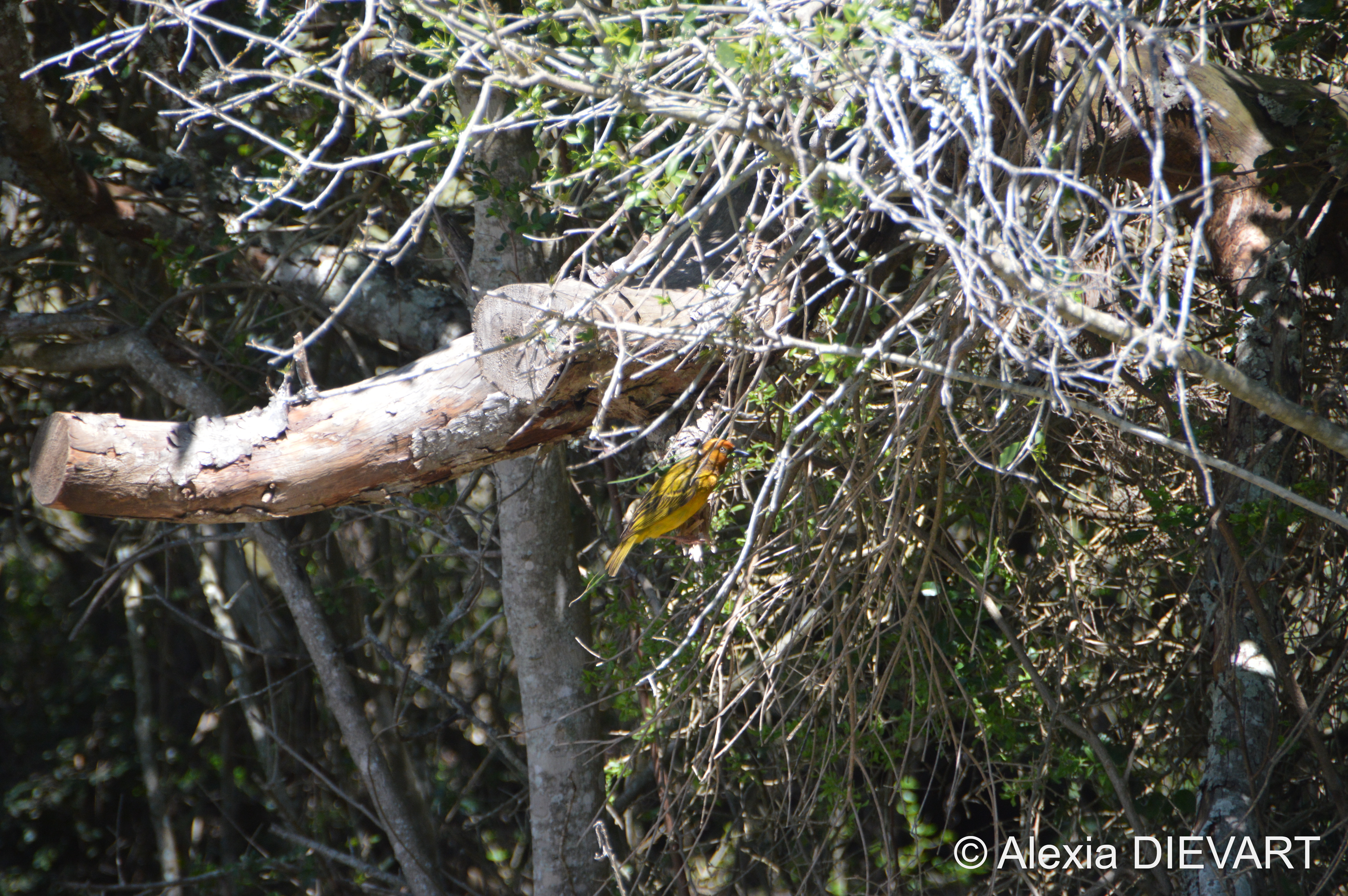 Male Cape weaver gathering fibrous material in a tree. The Walsingham Farm, Port Alfred, Eastern Cape, South Africa (2024).